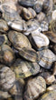 Vongole